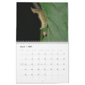 Raupen-Kalender Kalender (Mär 2027)