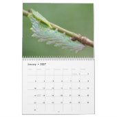Raupen-Kalender Kalender (Jan 2027)