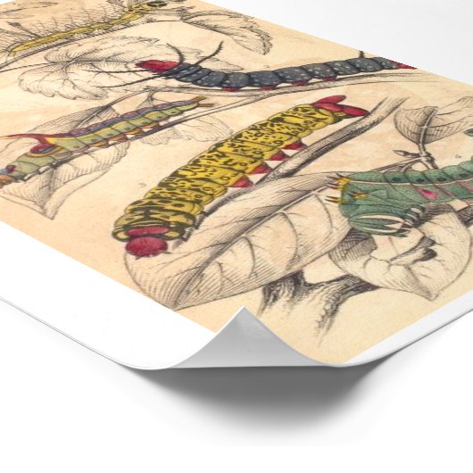 Raupen Poster (Ecke)