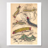 Raupen Poster (Vorne)