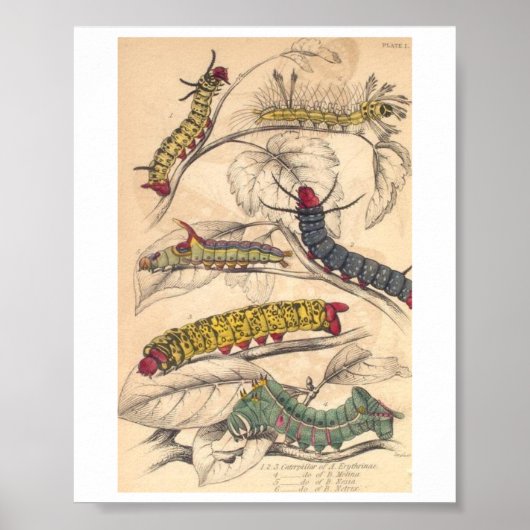 Raupen Poster (Vorne)