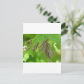 Raupen Postkarte (Stehend Vorderseite)