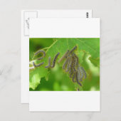 Raupen Postkarte (Vorne/Hinten)