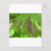 Raupen Postkarte (Vorderseite)