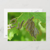 Raupen Postkarte (Vorne/Hinten)