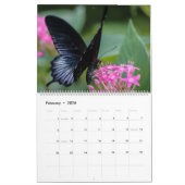 Raupen und Butterfliegen Kalender (Feb 2026)