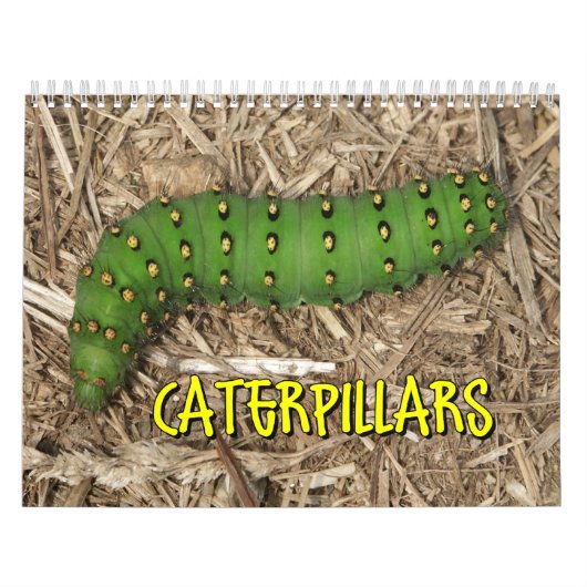 Raupen-Wandkalender Kalender (Titelbild)