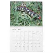 Raupen-Wandkalender Kalender (Jan 2027)