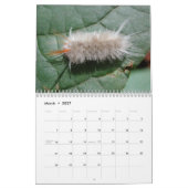 Raupen-Wandkalender Kalender (Mär 2027)