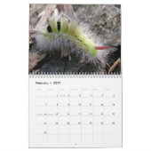 Raupen-Wandkalender Kalender (Feb 2027)