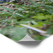 Rautenschildkrötenplakat Poster (Ecke)