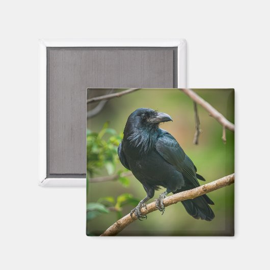 Raven auf einem Baumzweig Magnet (Vorderseite/Rückseite)