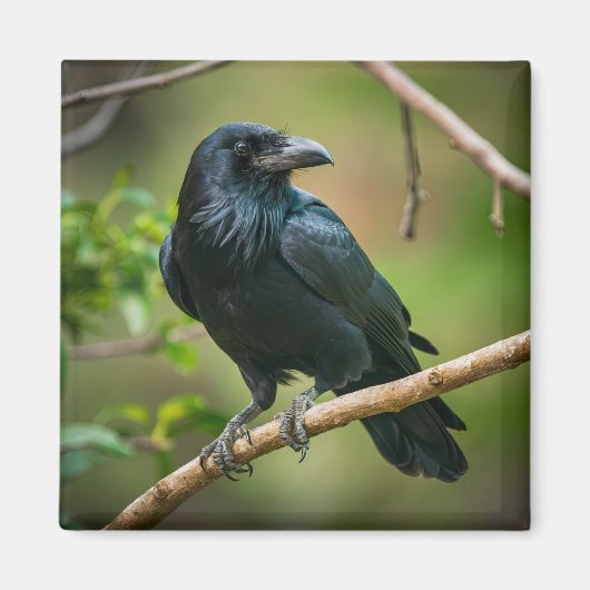 Raven auf einem Baumzweig Magnet (Vorne)