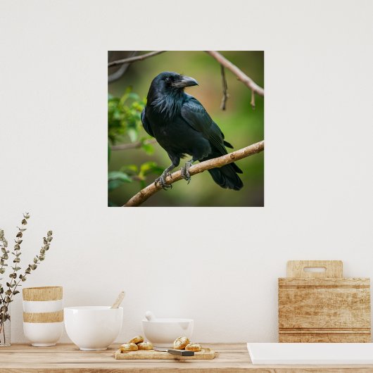 Raven auf einem Baumzweig Poster (Küche)