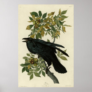 Raven (Common Raven) from Audubon Birds of America Poster