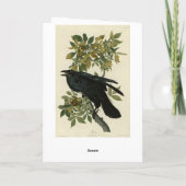 Raven (Common Raven) von Audubon Birds of America Karte (Rückseite)