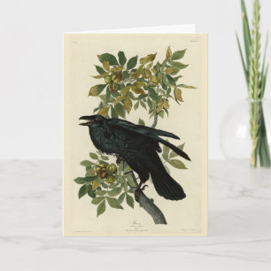 Raven (Common Raven) von Audubon Birds of America Karte
