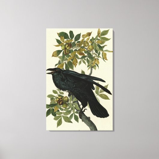 Raven (Common Raven) von Audubon Birds of America Leinwanddruck (Vorderseite)