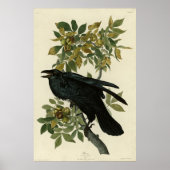 Raven (Common Raven) von Audubon Birds of America Poster (Vorne)