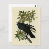 Raven (Common Raven) von Audubon Birds of America Postkarte (Vorne/Hinten)
