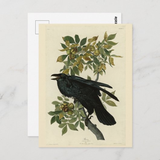 Raven (Common Raven) von Audubon Birds of America Postkarte (Vorne/Hinten)