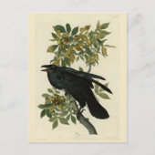 Raven (Common Raven) von Audubon Birds of America Postkarte (Vorderseite)