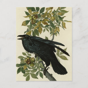 Raven (Common Raven) von Audubon Birds of America Postkarte