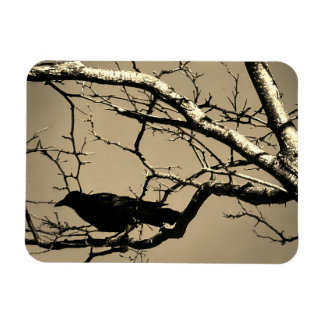 Raven Crow Black Bird Silver Tree Photo Magnet
