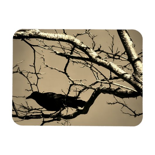 Raven Crow Black Bird Silver Tree Photo Magnet (Horizontal)