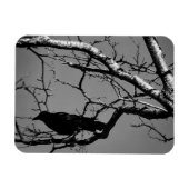 Raven Crow Black Bird Silver Tree Photo Magnet (Horizontal)