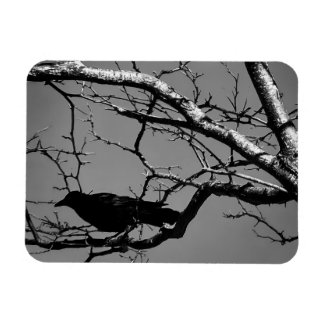 Raven Crow Black Bird Silver Tree Photo Magnet
