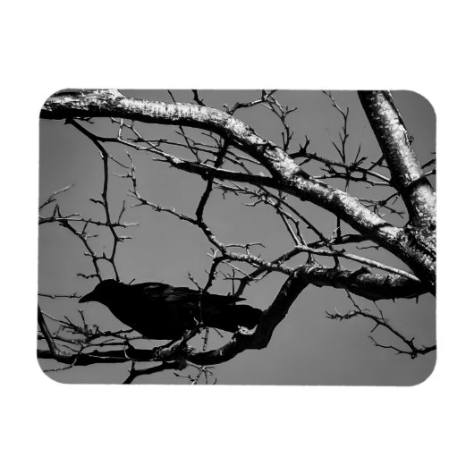 Raven Crow Black Bird Silver Tree Photo Magnet (Horizontal)