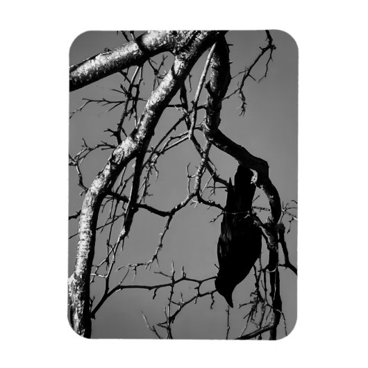 Raven Crow Black Bird Silver Tree Photo Magnet (Vertikal)