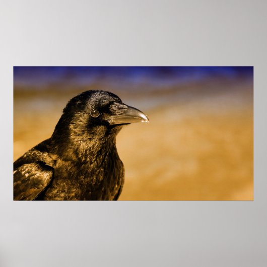 Raven Crow Gothic Fantasy Black Bird Nature Poster (Vorne)