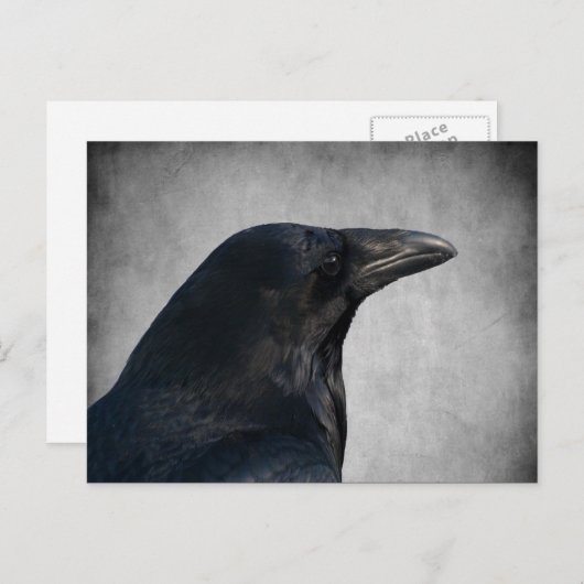 Raven Glamour Shot Postkarte (Vorne/Hinten)