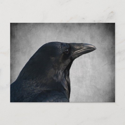 Raven Glamour Shot Postkarte (Vorderseite)