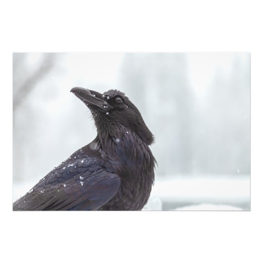 Raven in Snow Fotodruck (Vorne)