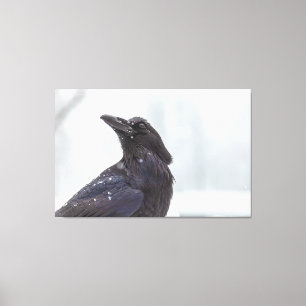 Raven in Snow Leinwanddruck