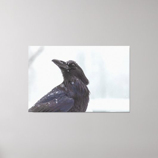 Raven in Snow Leinwanddruck (Vorderseite)