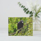Raven in Tree Postcard Postkarte (Stehend Vorderseite)