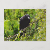 Raven in Tree Postcard Postkarte (Vorderseite)
