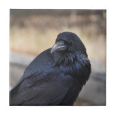 Raven in Yellowstone Nationalpark Fliese (Vorderseite)