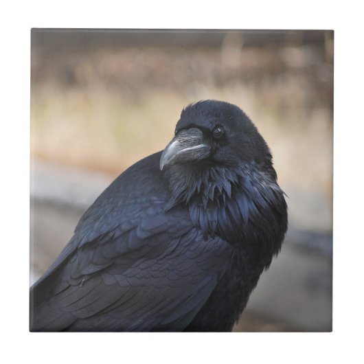 Raven in Yellowstone Nationalpark Fliese (Vorderseite)