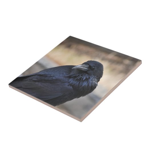 Raven in Yellowstone Nationalpark Fliese (Seite)