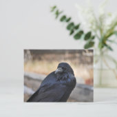 Raven of Yellowstone Postkarte (Stehend Vorderseite)