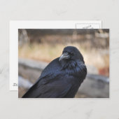 Raven of Yellowstone Postkarte (Vorne/Hinten)