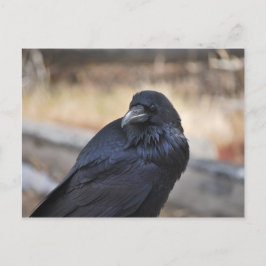 Raven of Yellowstone Postkarte