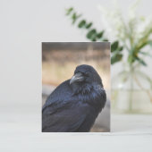 Raven of Yellowstone Postkarte (Stehend Vorderseite)