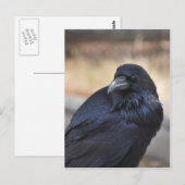 Raven of Yellowstone Postkarte (Vorne/Hinten)