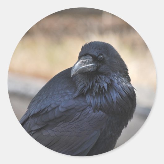 Raven of Yellowstone Runder Aufkleber (Vorderseite)